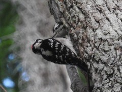 Dryobates pubescens pubescens