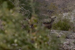 Odocoileus hemionus eremicus