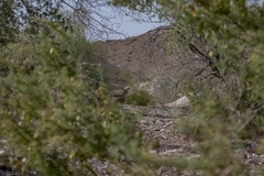 Odocoileus hemionus eremicus