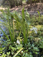 Sagittaria sanfordii