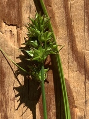 Carex aggregata