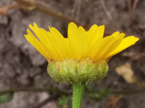 Mediterranean Marigold