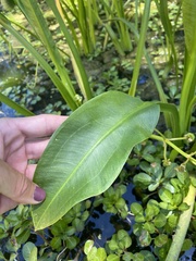 Sagittaria sanfordii