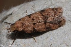 Symmoca tofosella