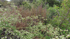 Eriogonum fasciculatum fasciculatum