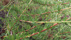 Eriogonum fasciculatum fasciculatum