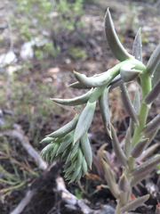 Echeveria bifida