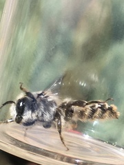 Lithurgopsis apicalis