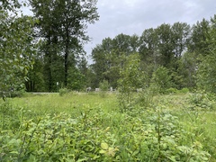 Anthoxanthum odoratum