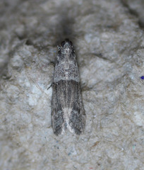 Vitula insula