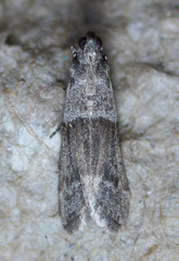 Vitula insula