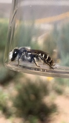 Lithurgopsis apicalis