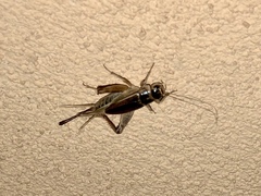 Gryllus personatus
