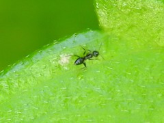 Nylanderia steinheili