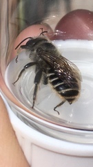 Lithurgopsis apicalis