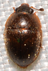 Amphicrossus ciliatus