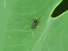 Nylanderia bourbonica