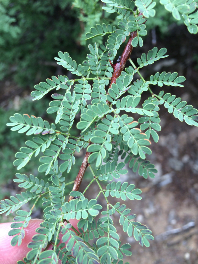 Senegalia occidentalis