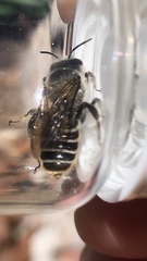 Lithurgopsis apicalis