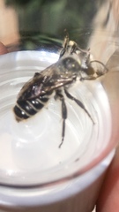 Lithurgopsis apicalis