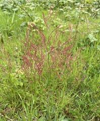Rumex acetosella