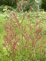 Rumex acetosella