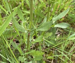 Rumex acetosella