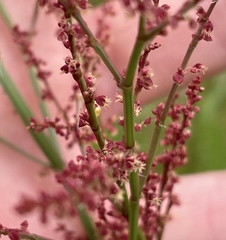 Rumex acetosella