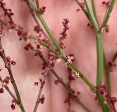 Rumex acetosella