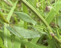 Rumex acetosella