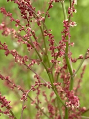Rumex acetosella