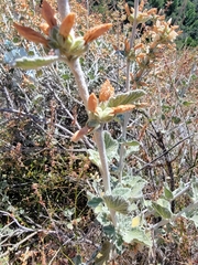 Malacothamnus arcuatus