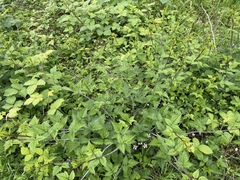 Rubus ursinus