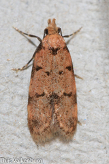 Symmoca tofosella