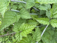 Rubus ursinus