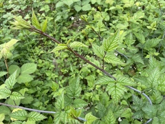 Rubus ursinus