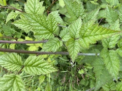Rubus ursinus