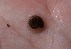 Planorbini