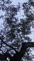 Angiospermae