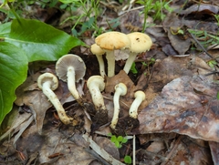 Leratiomyces riparius