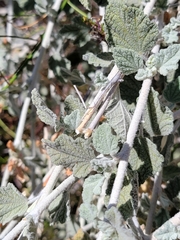 Malacothamnus arcuatus