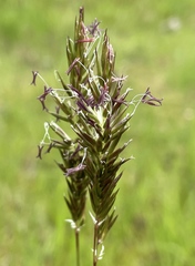 Anthoxanthum odoratum