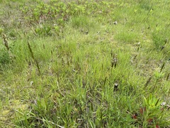 Anthoxanthum odoratum