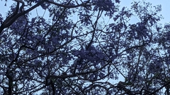 Angiospermae