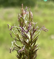 Anthoxanthum odoratum