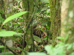 Myrmoderus squamosus