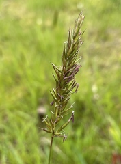 Anthoxanthum odoratum