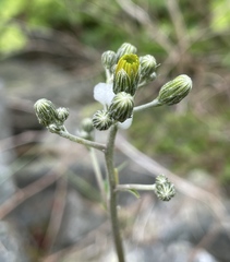 Hieracium maculatum