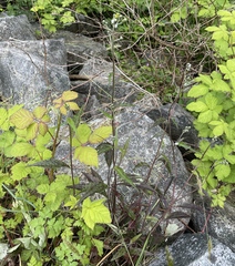 Hieracium maculatum