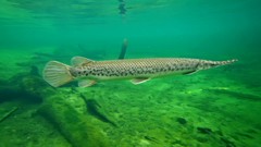 Florida Gar photo 2